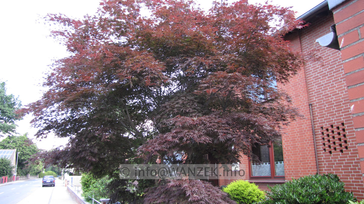 Acer palmatum Atropurpureum Sol 6m-1.JPG